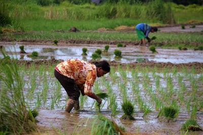 Rice bears brunt of P3.62-B farm damage